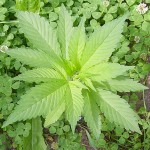 Hemp For America!