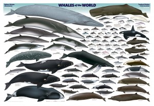 Whales and Dolphins ar non-human persons says India
